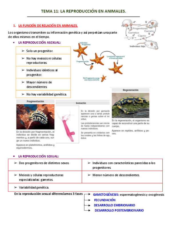 Miniatura del documento TEMA-11-LA-REPRODUCCION-EN-ANIMALES.pdf