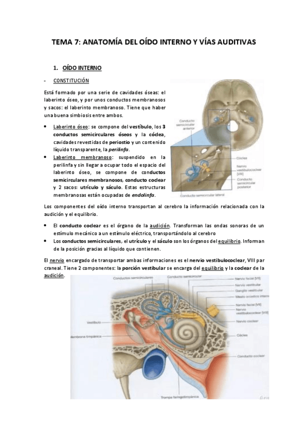 Miniatura del documento TEMA-7-ANATOMIA-DEL-OIDO-INTERNO-Y-VIAS-AUDITIVAS.pdf
