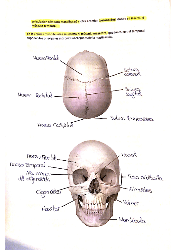 Miniatura del documento Practicas-anatomia.pdf