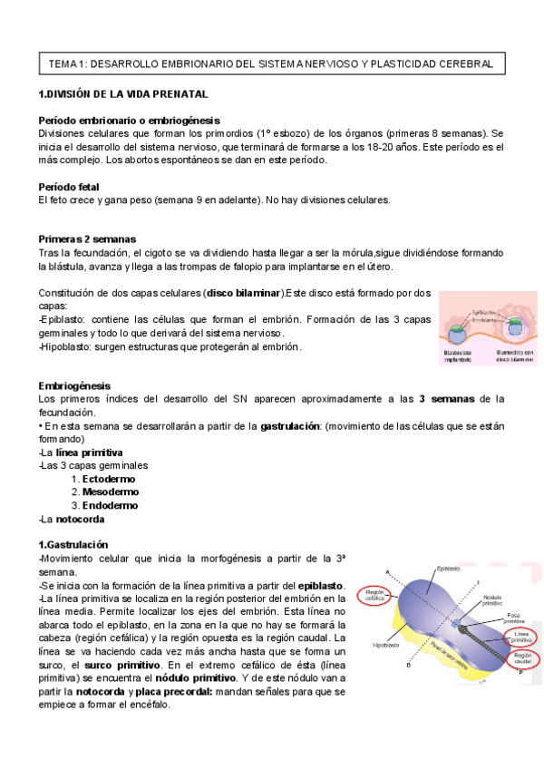 Miniatura del documento TEMA-1.pdf