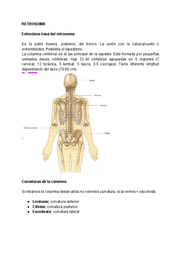 Miniatura del documento RETROSOMA.pdf