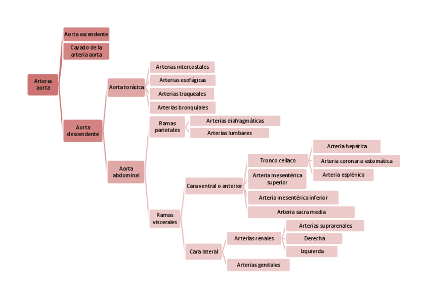 Miniatura del documento Sistema-arteria-aorta-descendente.pdf