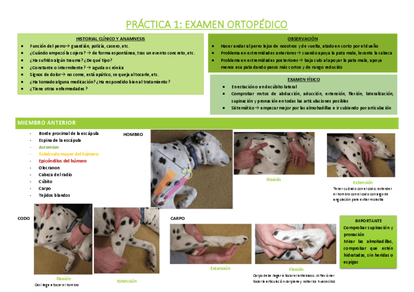 Miniatura del documento PRACTICA-1-EXAMEN-ORTOPEDICO.pdf