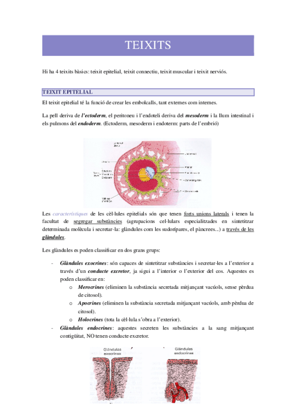 Miniatura del documento TEIXITS.docx