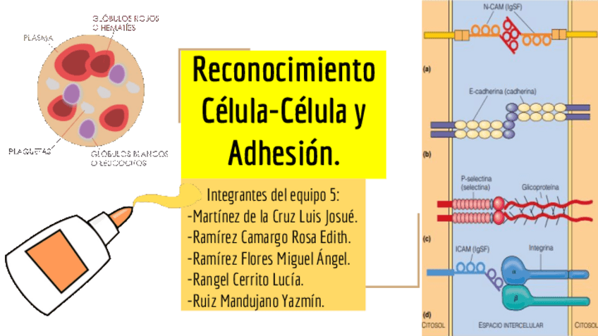 Miniatura del documento BB09BEquipo5Reconocimiento-Celula-Celulayadhesion.pdf