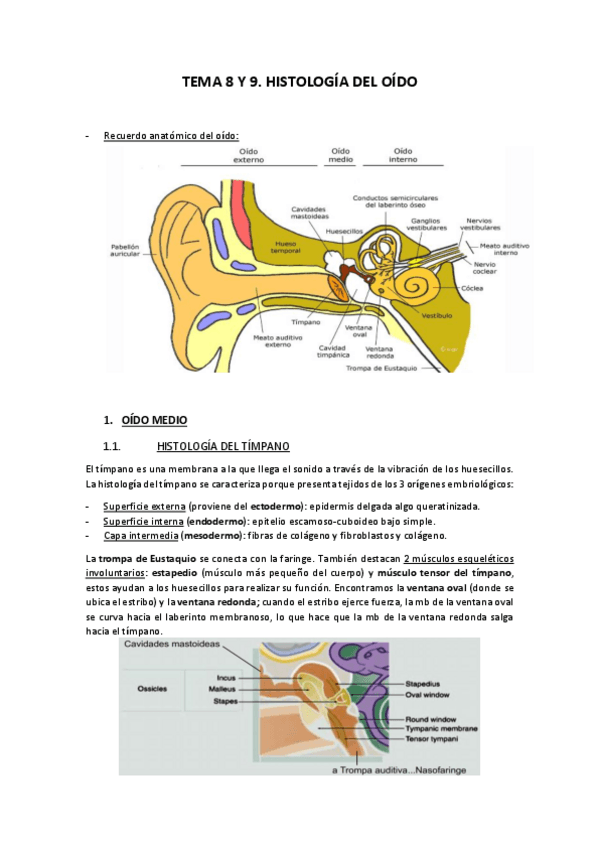 Miniatura del documento TEMA-8-y-9-HISTOLOGIA-DEL-OIDO.pdf