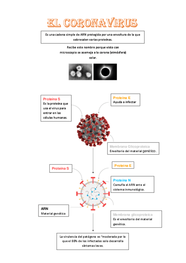 Miniatura del documento CORONAVIRUS.pdf
