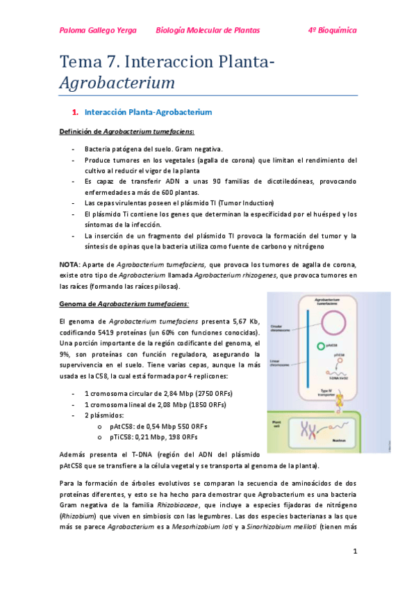Miniatura del documento Tema 7. Interacción planta-agrobacterium. Paloma.pdf