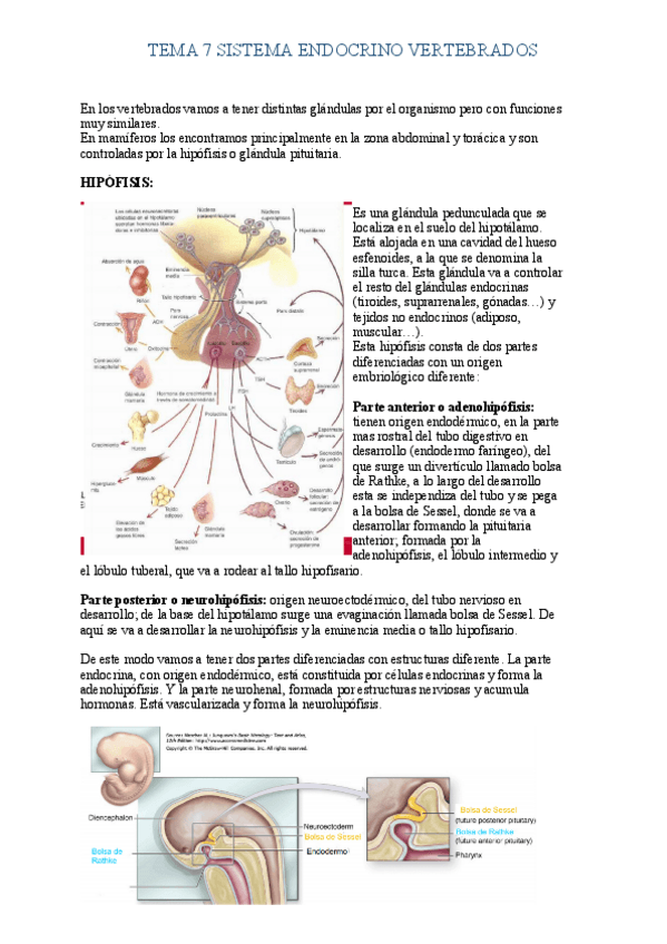 Miniatura del documento Tema-7-Sistema-Endocrino-Vertebrados.pdf
