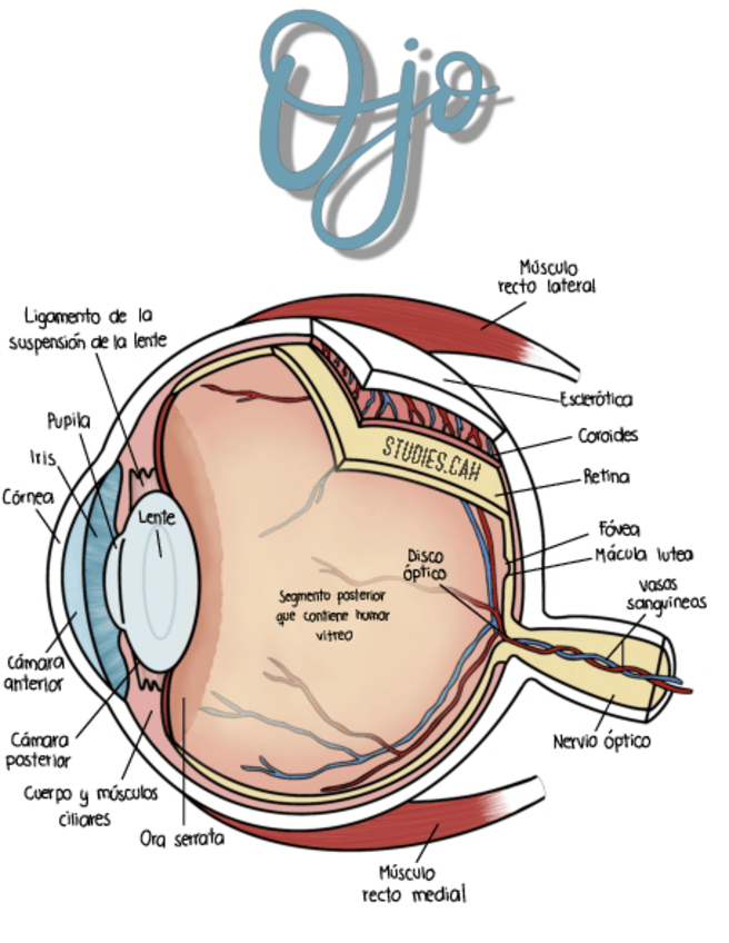 Miniatura del documento Anatomia-del-ojo.pdf