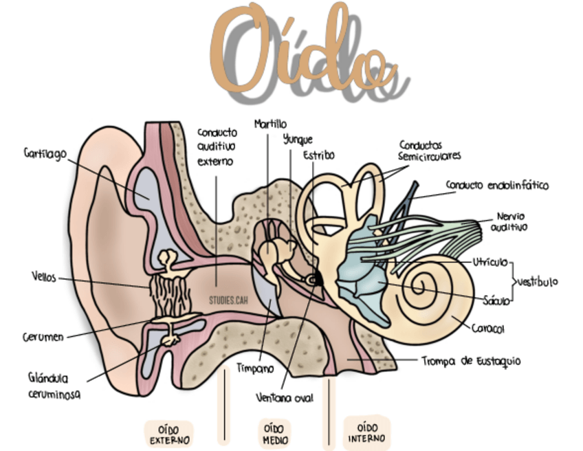 Miniatura del documento Anatomia-del-oido.pdf