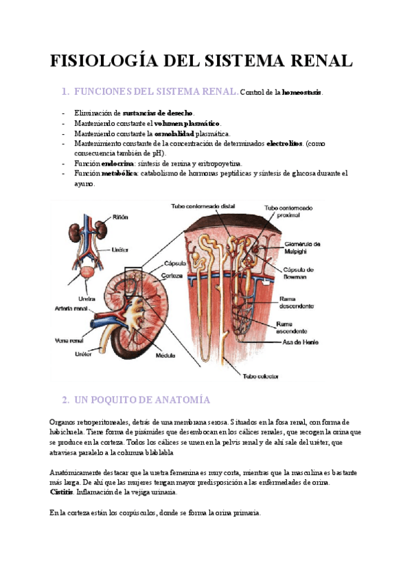 Miniatura del documento FISIOLOGIA-DEL-SISTEMA-RENAL.pdf