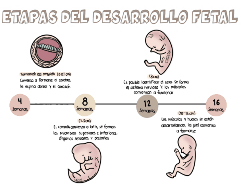Miniatura del documento Etapas-del-desarrollo-fetal.pdf