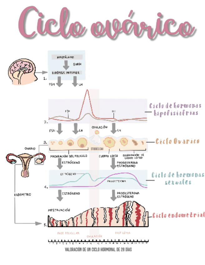 Miniatura del documento Ciclo-ovarico.pdf