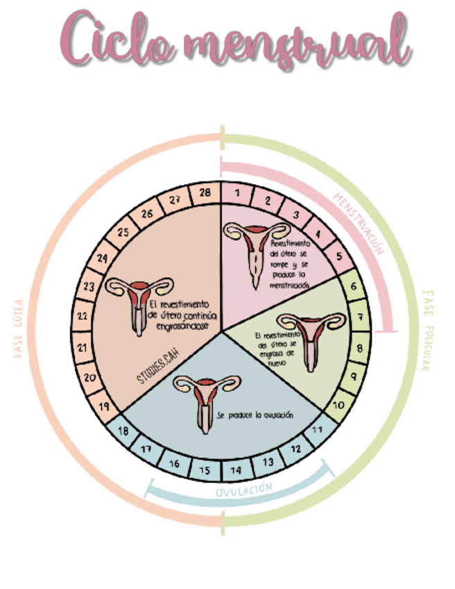 Miniatura del documento Ciclo-menstrual.pdf