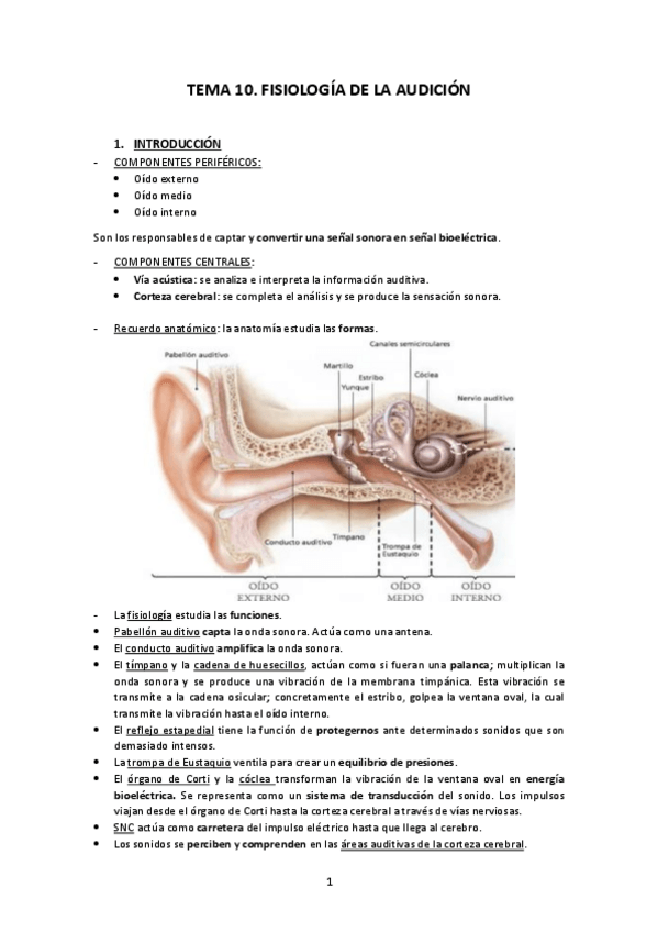 Miniatura del documento TEMA-10-FISIOLOGIA-DE-LA-AUDICION.pdf