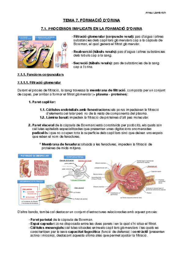 Miniatura del documento Apunts-Fisiologia-i-Fisiopatologia-III-Tema-7.pdf