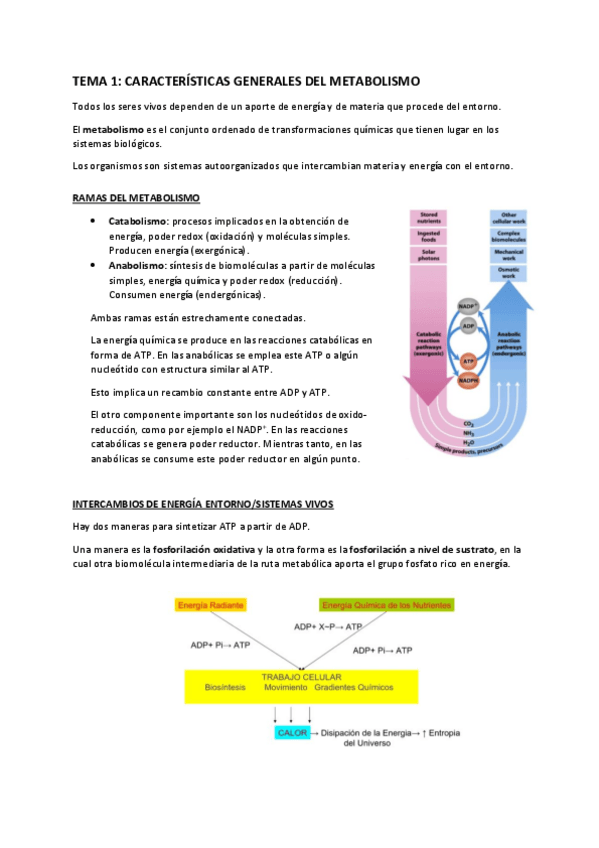 Miniatura del documento Tema-1-Caracteristicas-generales-Metabolismo.pdf