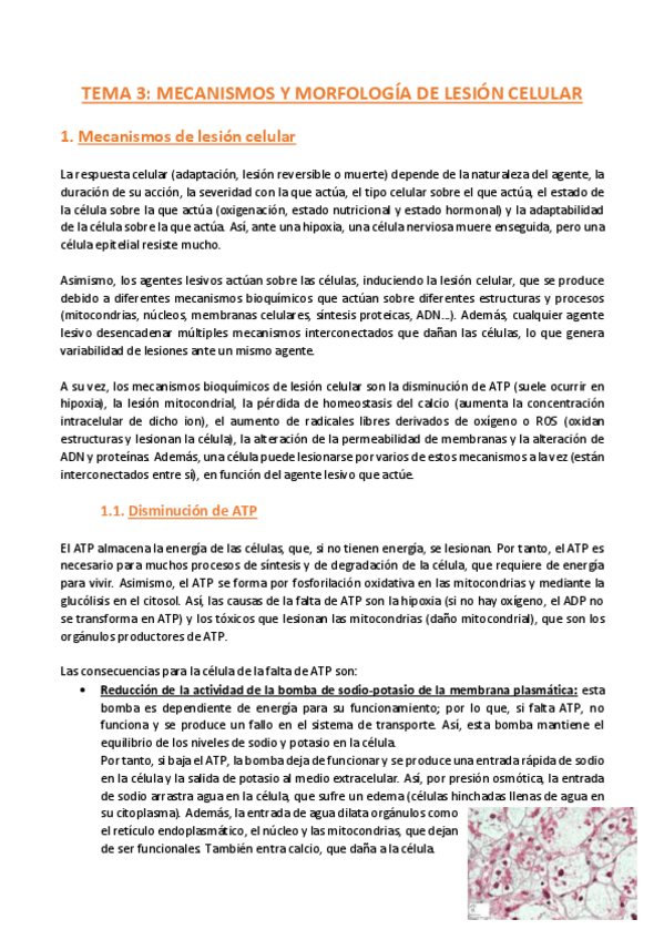 Miniatura del documento TEMA-3-Anatomia-Patologica-General.pdf