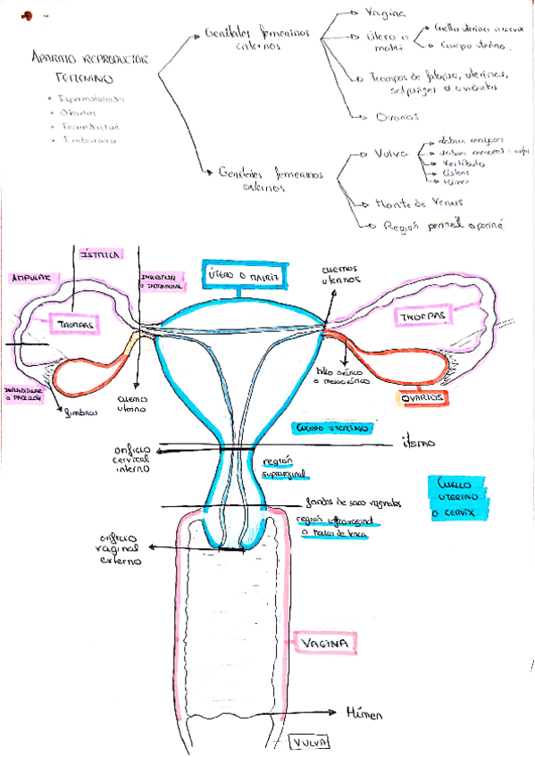 Miniatura del documento Aparato-reproductor.pdf