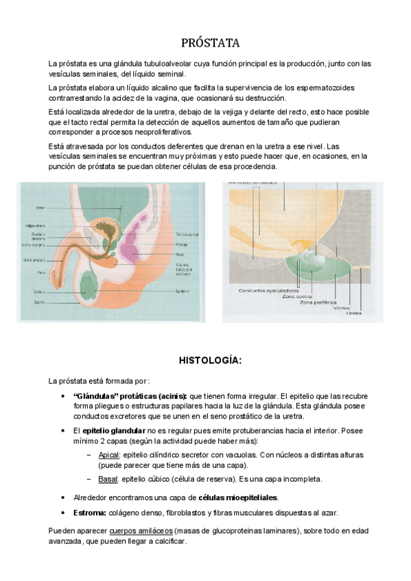 Miniatura del documento PROSTATA.pdf