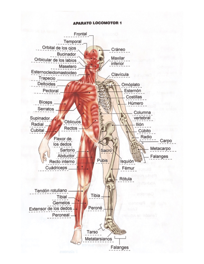 Miniatura del documento APARATO-LOCOMOTOR-DIBUJOS.pdf