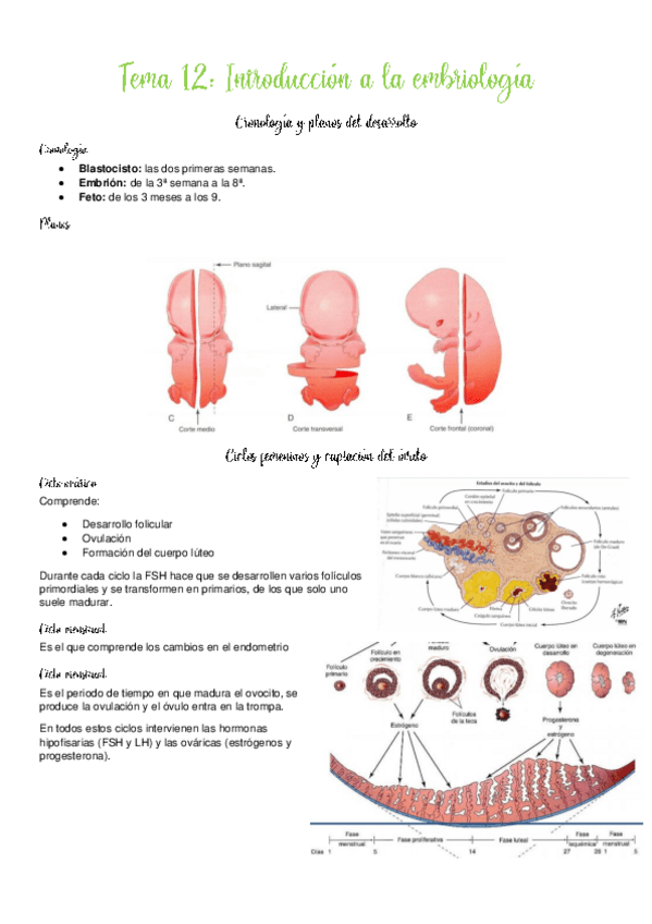 Miniatura del documento Apuntes-embriologia.pdf