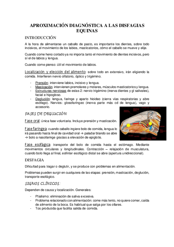 Miniatura del documento Aproximacion-diagnostica-a-disfagias-equinas.pdf