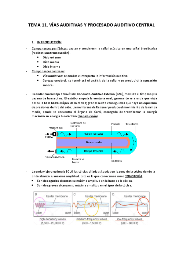 Miniatura del documento TEMA-11-VIAS-AUDITIVAS-Y-PROCESADO-AUDITIVO-GENERAL.pdf