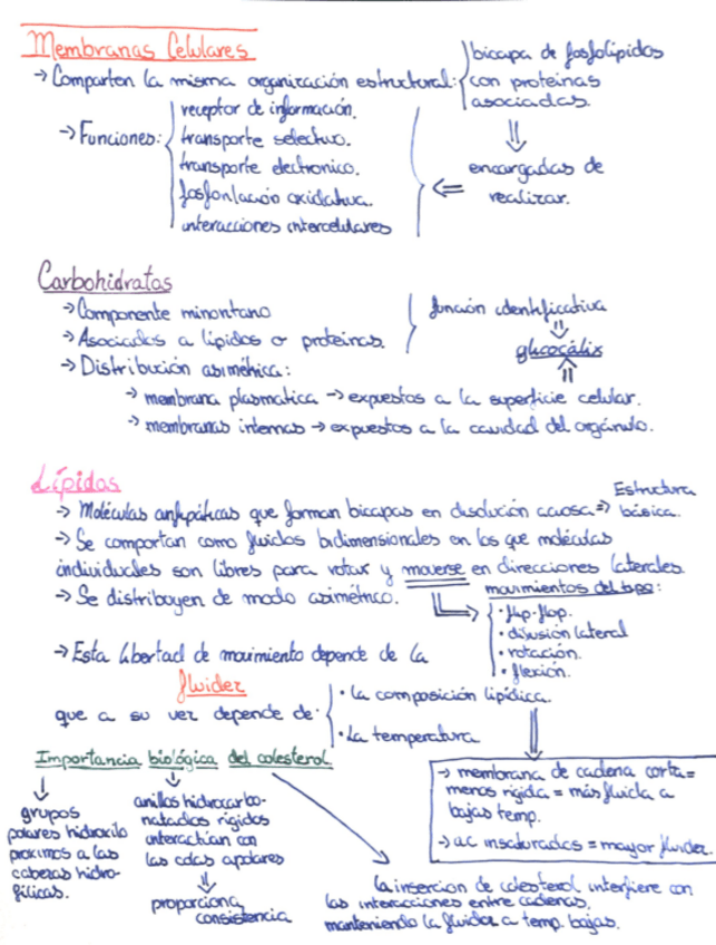 Miniatura del documento MEMBRANAS-CELULARES.pdf