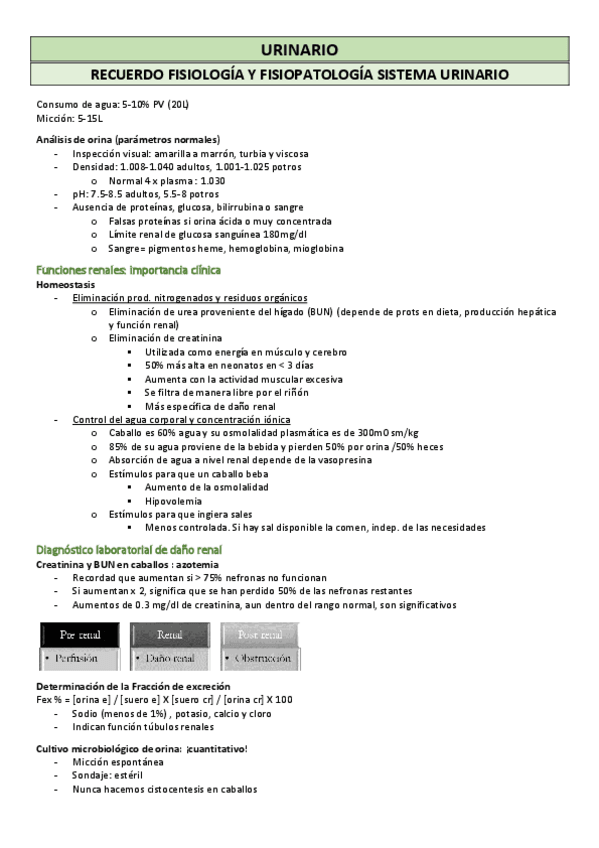 Miniatura del documento URINARIO-recuerdo-y-patologias-CABALLO.pdf