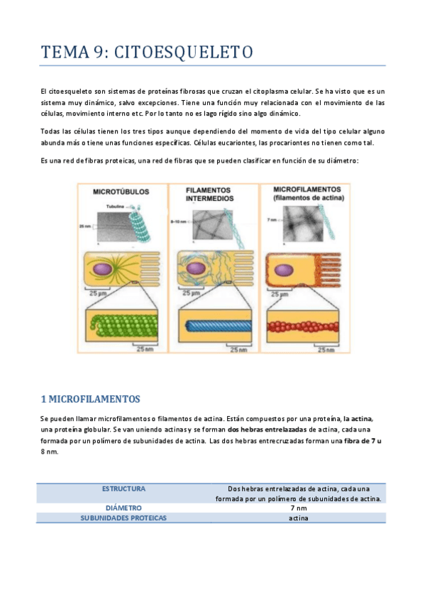 Miniatura del documento TEMA-9-CITOESQUELETO.pdf