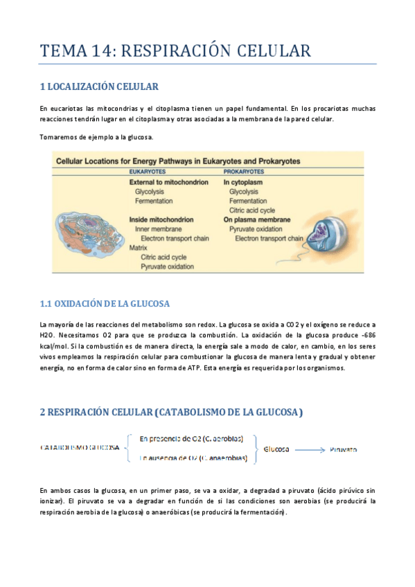 Miniatura del documento TEMA-14-RESPIRACION.pdf