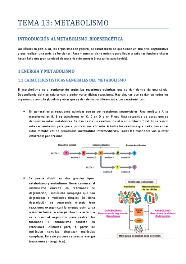 Miniatura del documento TEMA-13-METABOLISMO.pdf