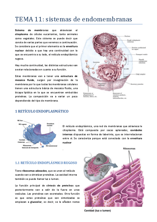 Miniatura del documento TEMA-11-ENDOMEMBRANAS.pdf