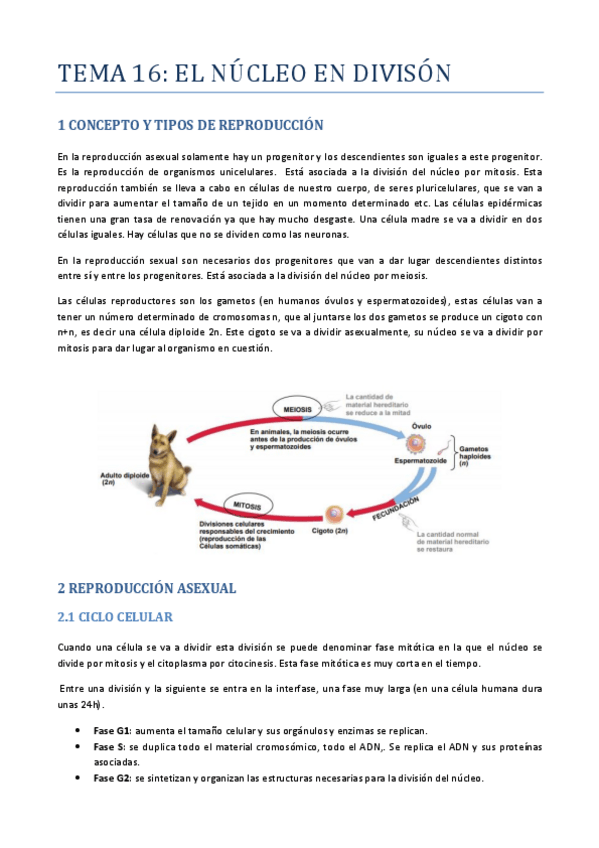 Miniatura del documento TEMA-16-DIVISION-NUCLEO.pdf
