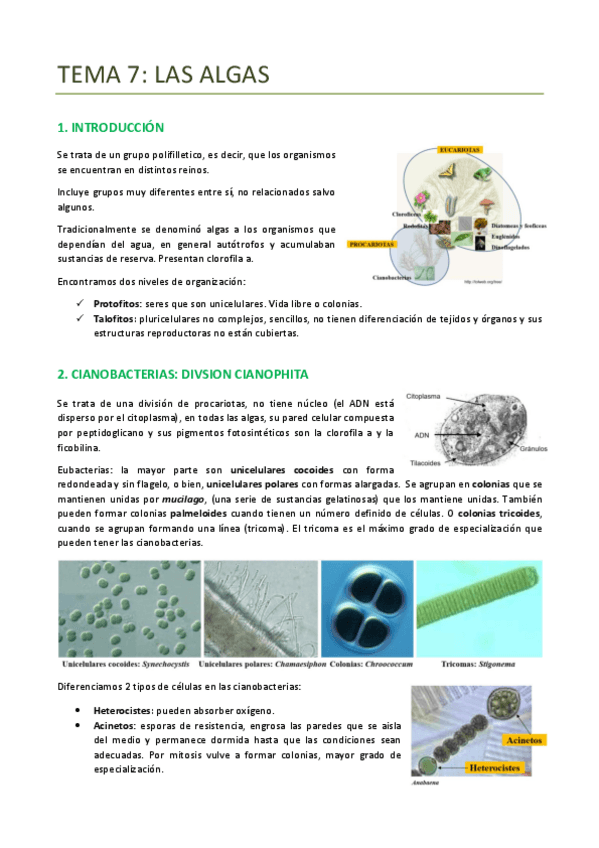 Miniatura del documento TEMA-7-BOTANICA-ALGAS.pdf