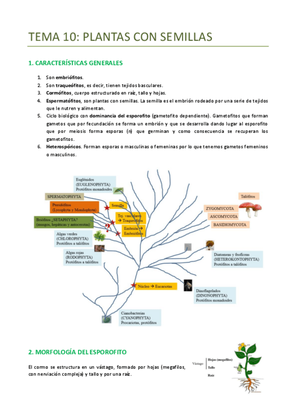 Miniatura del documento TEMA-10-BOTANICA-PLANTAS-CON-SEMILLAS.pdf