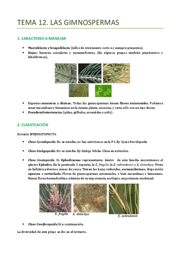 Miniatura del documento TEMA-12-BOTANICA-GIMNOSPERMAS.pdf