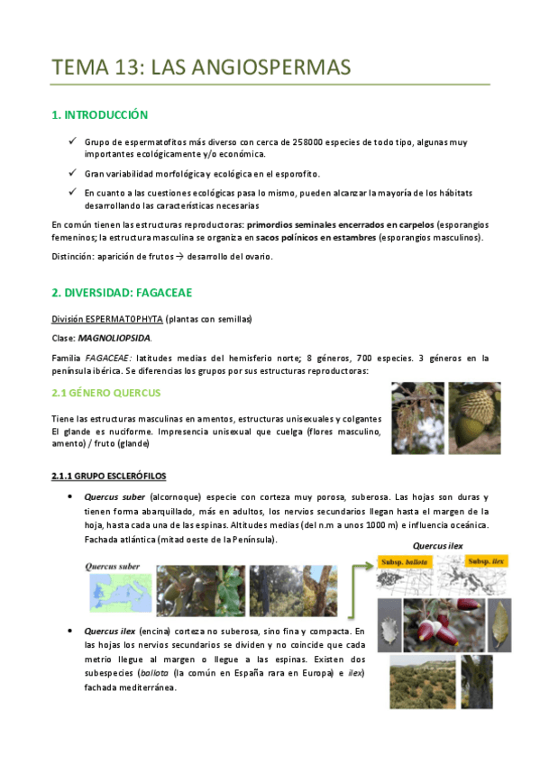 Miniatura del documento TEMA-13-BOTANICA-ANGIOSPERMAS.pdf