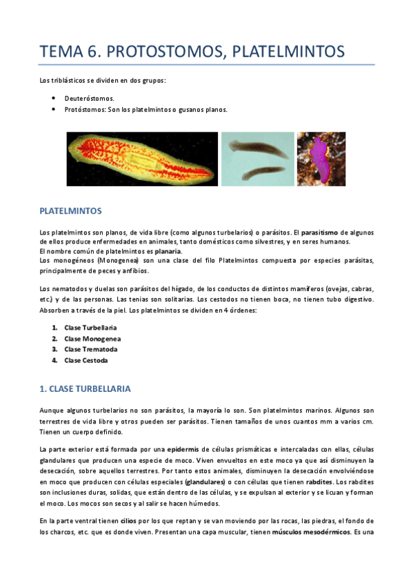 Miniatura del documento TEMA-6-ZOO-TRIBLASTICOS.pdf