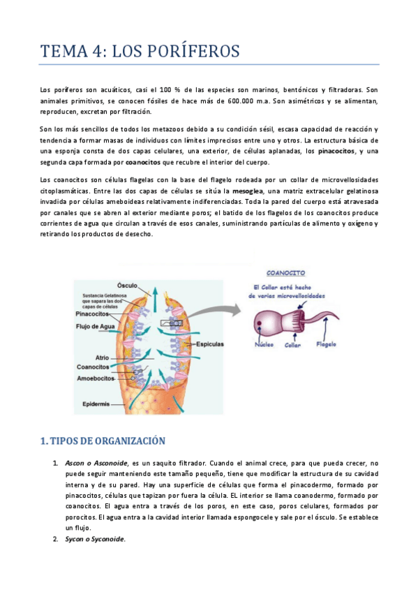 Miniatura del documento TEMA-4-ZOO-PORIFEROS.pdf