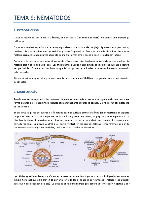 Miniatura del documento TEMA-9-ZOO-NEMATODOS.pdf