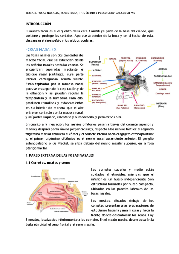 Miniatura del documento Fosas-nasales-craneales-trigemino-y-plexo-cervical-sensitivo.pdf