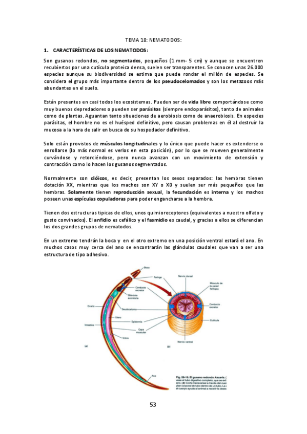 Miniatura del documento Tema-10-Nematodos.pdf