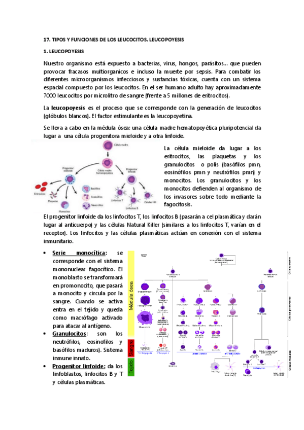 Miniatura del documento TIPOS-Y-FUNCIONES-DE-LOS-LEUCOCITOS.pdf