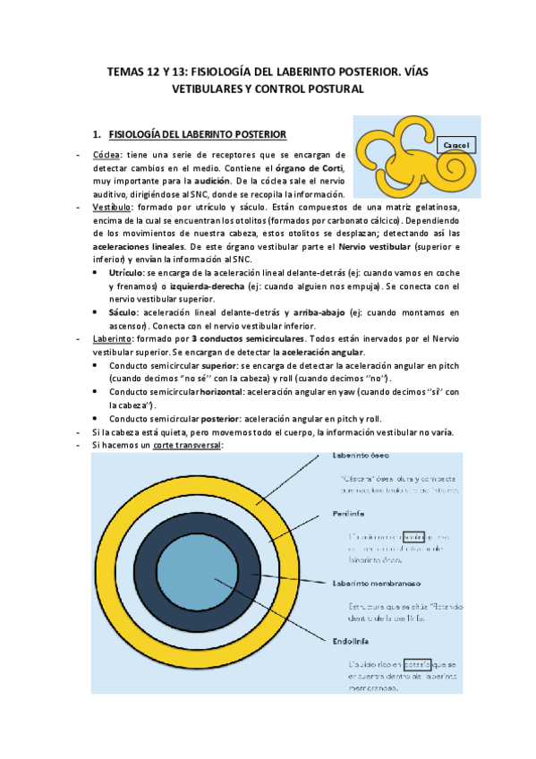 Miniatura del documento TEMAS-12-Y-13-FISIOLOGIA-DEL-LABERINTO-POSTERIOR.pdf
