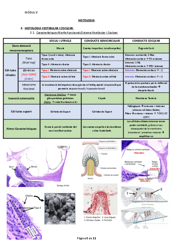Miniatura del documento Histologia M6 Bloc 2.pdf