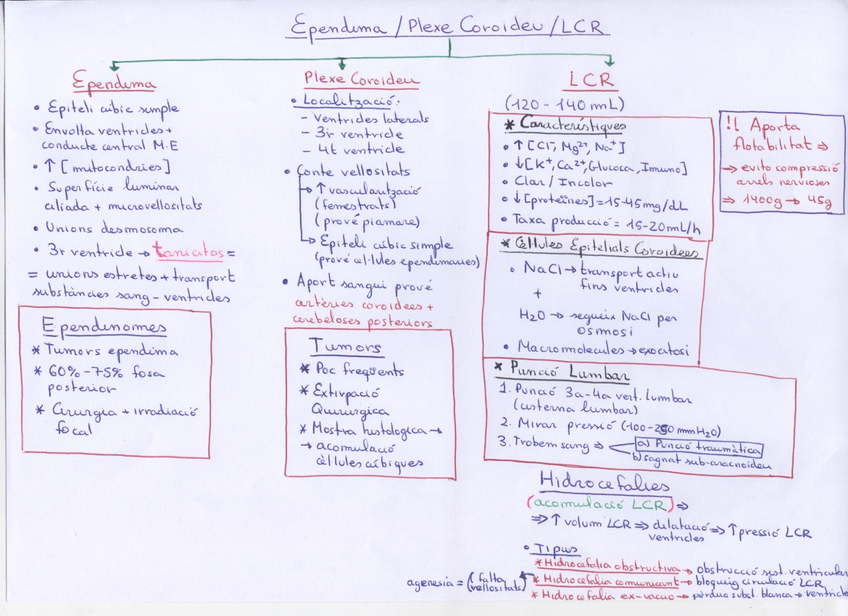 Miniatura del documento Epèndima Plexe Coroideu i LCR.jpg