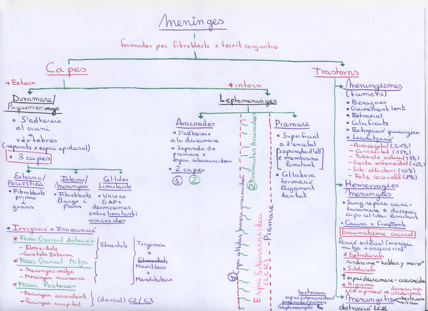 Miniatura del documento Meninges.jpg